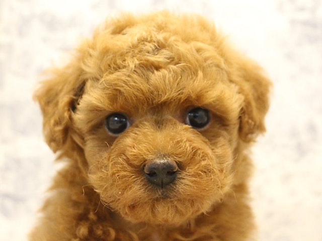 2024年5月2日生まれのハーフ犬・ミックス犬の1枚目の写真
